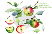 Watercolor illustrations of apples, a Decorative Illustration by WatercolorArt (Thumbnail 2 of 4)