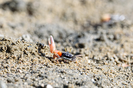 Fiddler crabs, small male sea crab is eating food