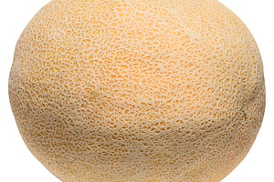Whole ripe cantaloupe melon with characteristic netted rind, a Food & Drink Photo by ndanko
