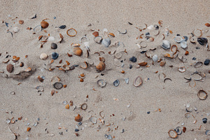 Shells on the beach