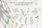 PLANTS & HERBS illustrations set, a Healthcare Illustration by Yuliia Lashevska (Thumbnail 5 of 14)