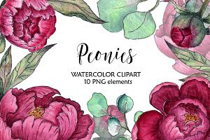 Peonies. Watercolor clipart