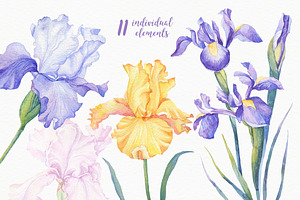 SALE! Watercolor Irises