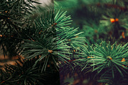 25 Nature Photoshop Actions, an Action Add-On by Bato (Thumbnail 8 of 9)