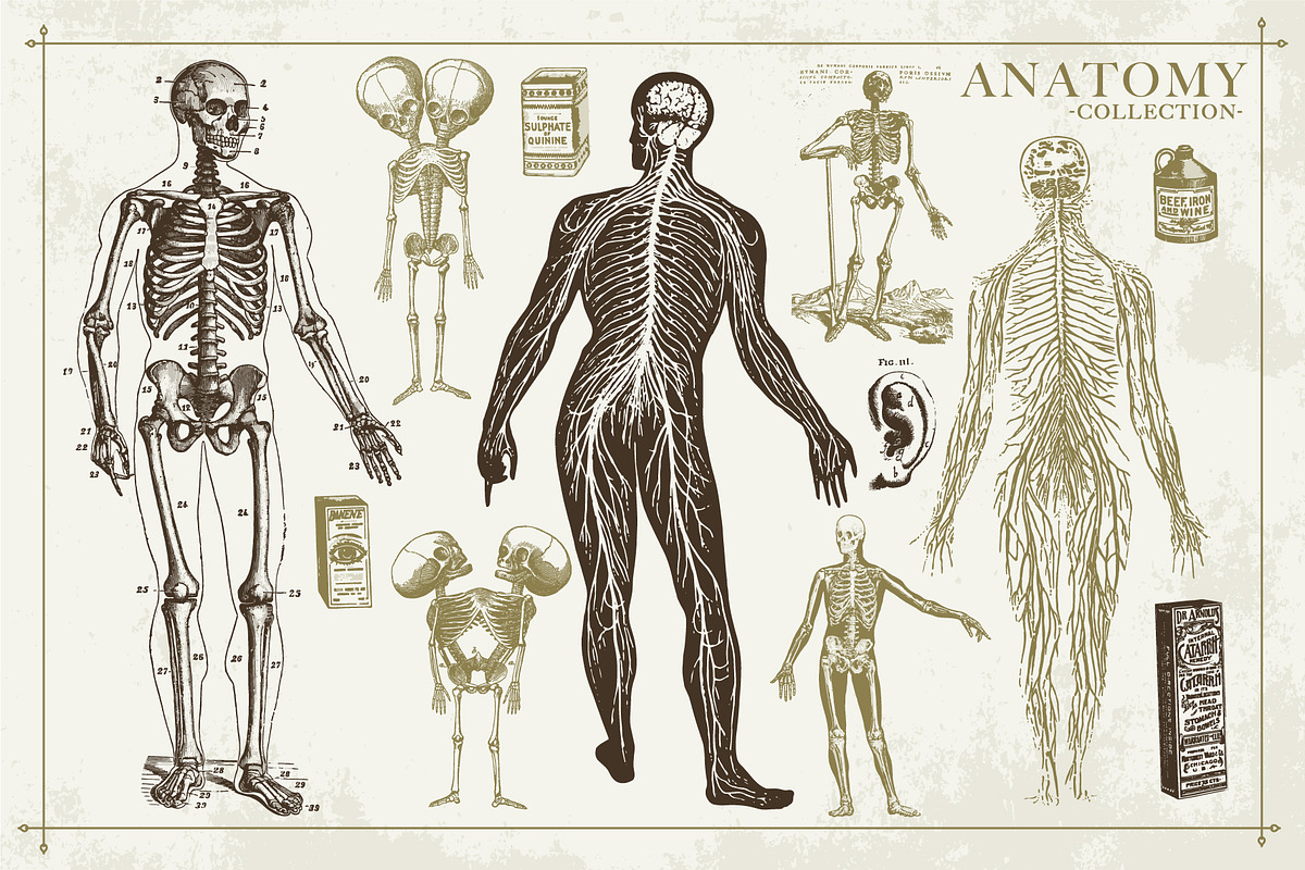 100+ Vintage Anatomy Vectors, a Healthcare Illustration by Shizzle Stock (Photo 9 of 20)