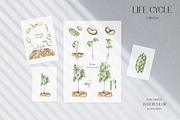 Life Cycle Watercolor Collection, an Education Illustration by MayaNavits (Thumbnail 11 of 12)