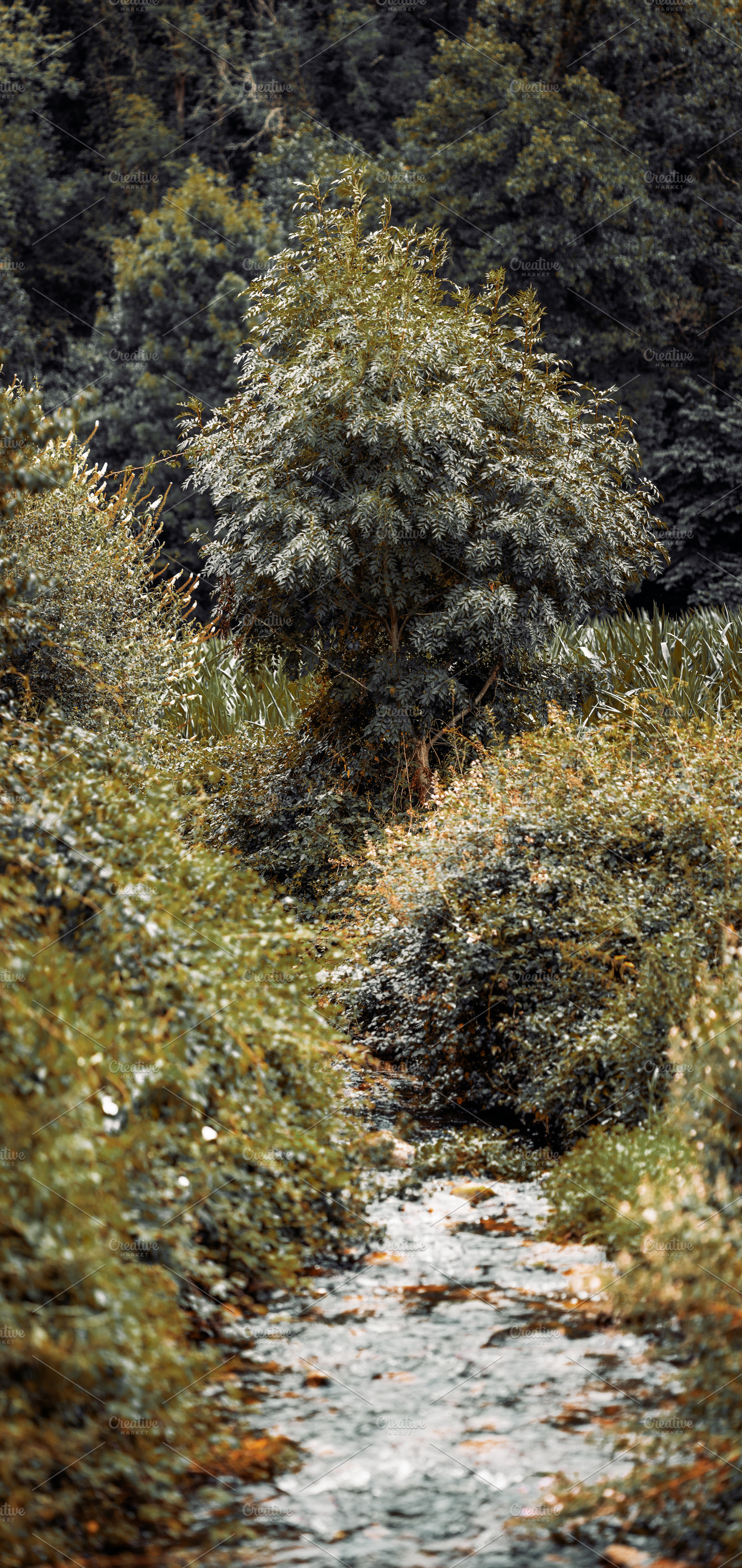 Telephoto bush by forest stream, a Nature Photo by SkyNext