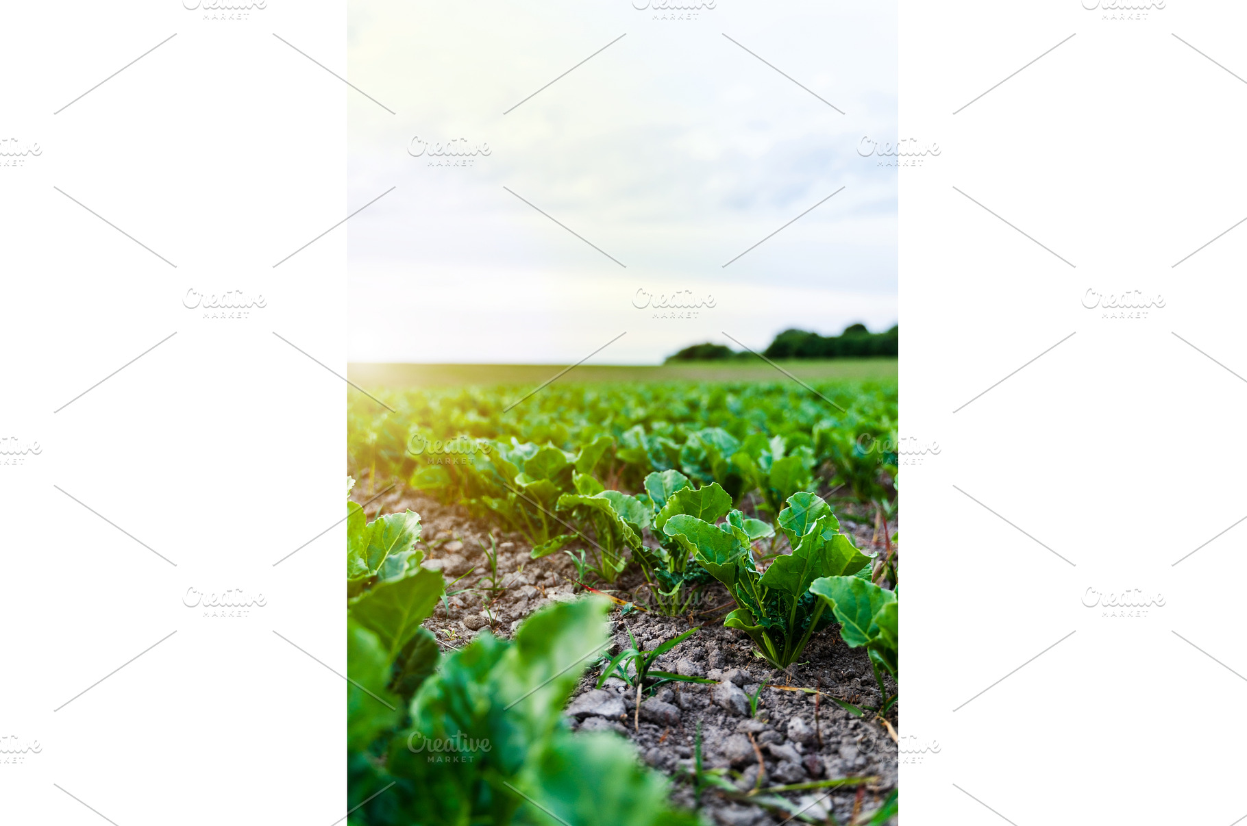 Beetroot plants on agricultural, a Nature Photo by volodymyrshtun13795