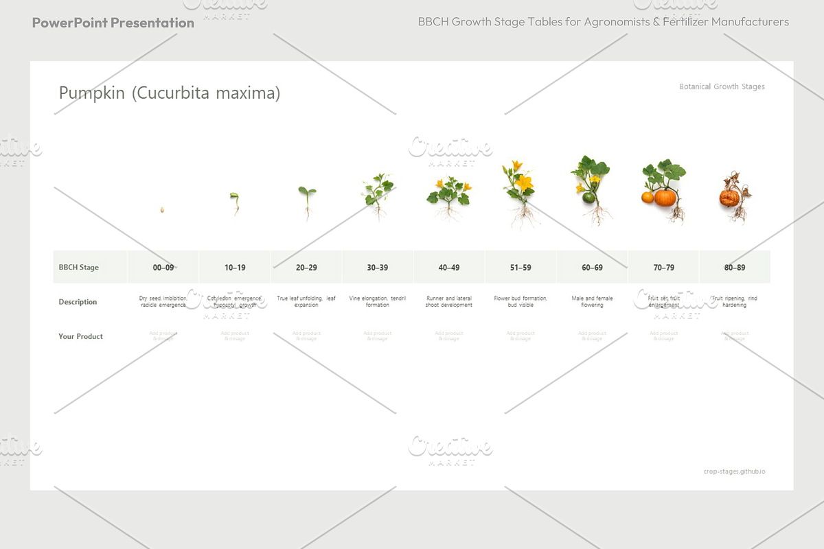 BBCH Growth Stages Cucurbits, a Presentation Template by Ilia Design (Photo 2 of 6)