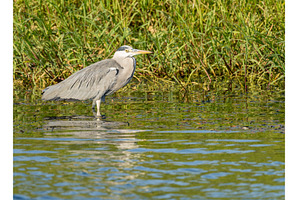 Single grey heron bird standing in, an Animal Photo by Backyard Stock