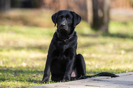 Labrador retriever puppy in grass, an Animal Photo by AlexBush