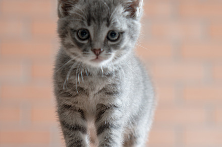 Little gray kitten plays