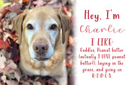 Charlie Marley Script Serif Duo, a Serif Font by Jordyn Alison Designs (Thumbnail 2 of 14)