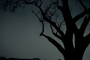 Tree at Dusk, a Nature Photo by Marc Sandin Creative (Thumbnail 2 of 5)