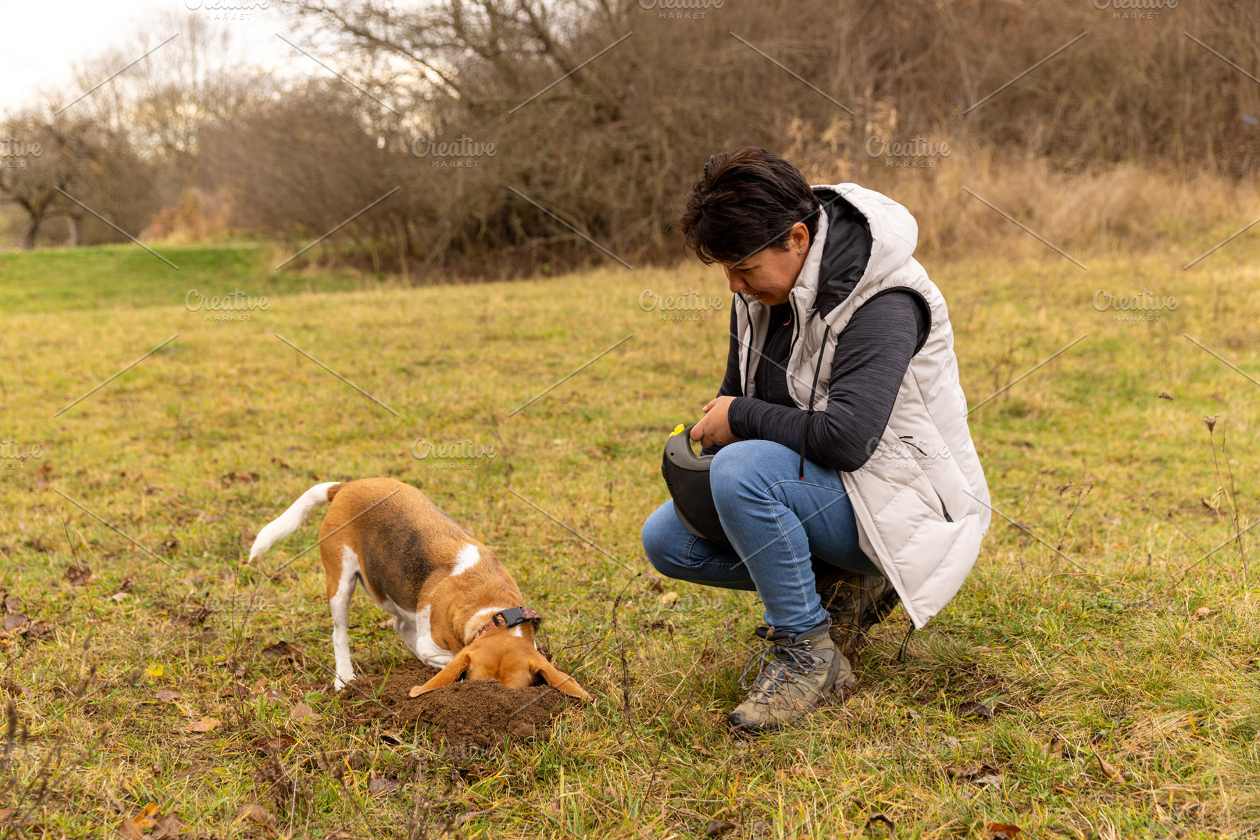 Woman training a beagle dog for truffle hunting, a Photo by Grafvision photography