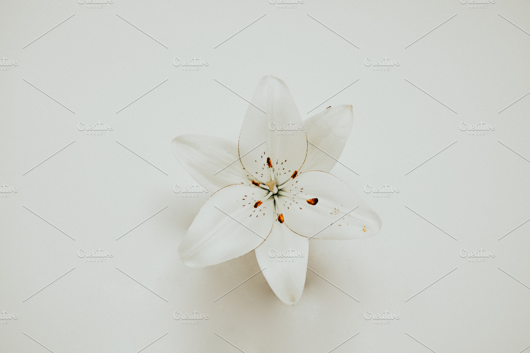 White lily stock photo containing flower and lily, an Arts & Entertainment Photo by Three Design