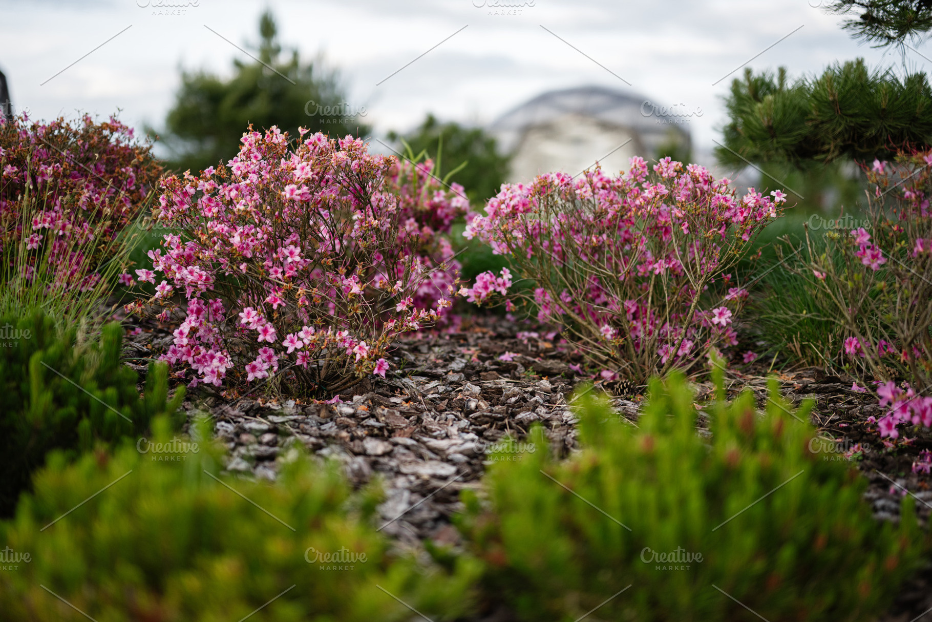 Vibrant pink flowers blooming in a landscaped garden with natural greenery, a Photo by AS photostudio