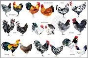 Watercolor Chicken Breeds Clipart, an Animal Illustration by FineArt (Thumbnail 7 of 11)