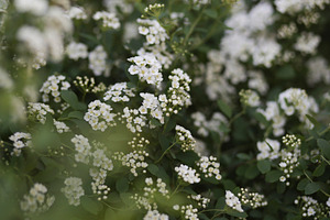 White flowers bushes "bride"