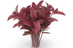 Red Amaranth Bunch