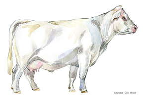 Cow Breeds. Cattle Watercolor Set