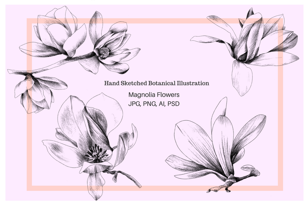 Hand Sketched Magnolia, an Object Graphic by VictoriaKStudio (Photo 1 of 6)