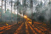Fog Smoke Brush & PNG, a Brush Add-On by MRI STUDIO (Thumbnail 27 of 46)