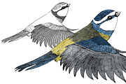Cyanistes caeruleus, an Animal Illustration by Stefania Matteazzi (Thumbnail 1 of 3)