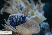 Underwater Photography Presets, a Plug-in Add-On by FixThePhoto (Thumbnail 16 of 32)