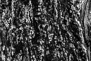 A close-up image of a texture tree, a Background Photo by Schreibikus (Thumbnail 9 of 10)