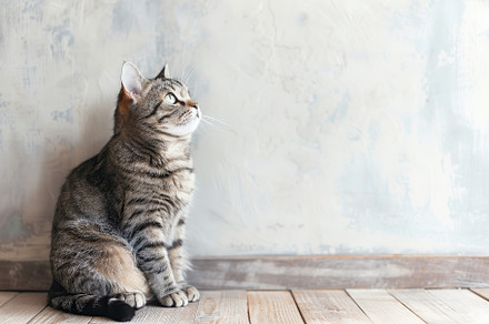 Cute cat sitting on floor near blank wall, an Animal Photo by AlyaAnd
