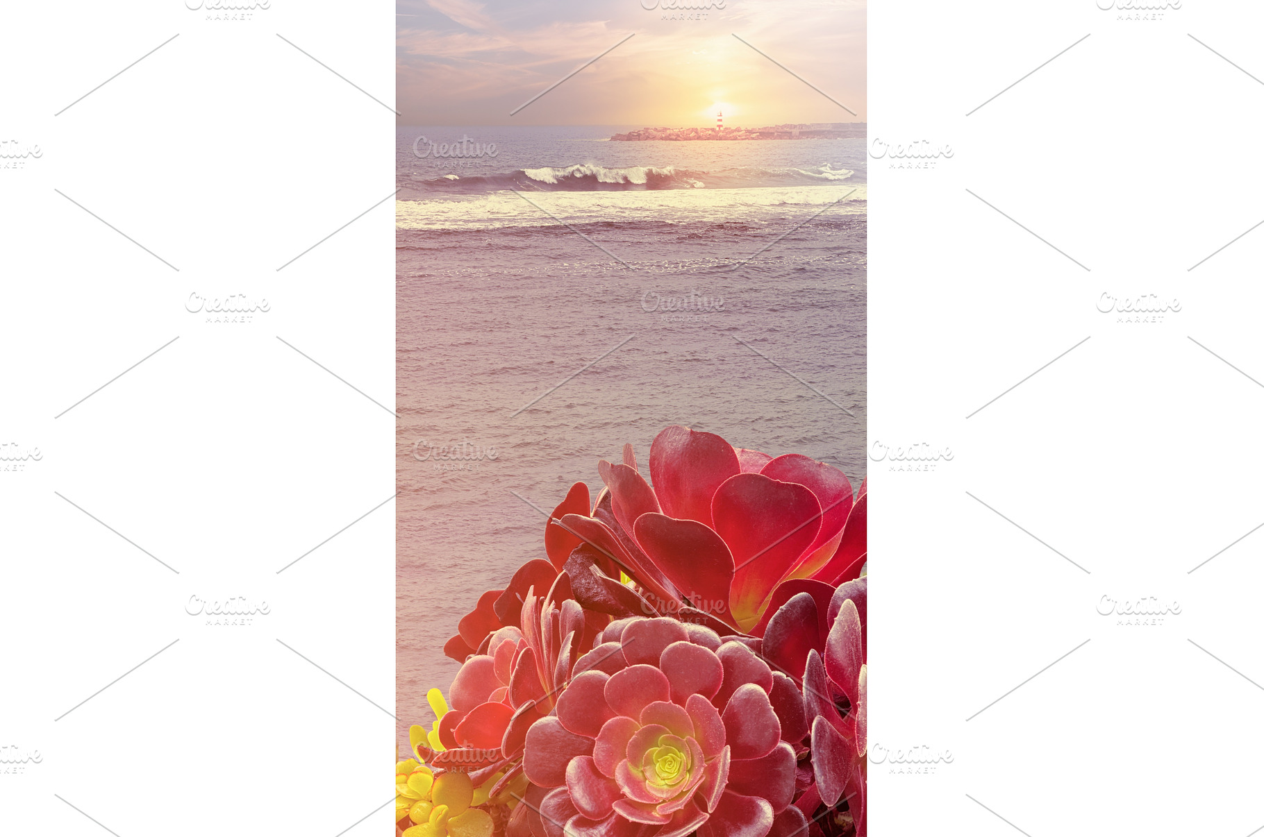 Vibrant red and yellow succulents, a Photo by tilialucida