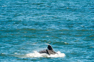 Southern Right Whale Jumping, an Animal Photo by THP Creative