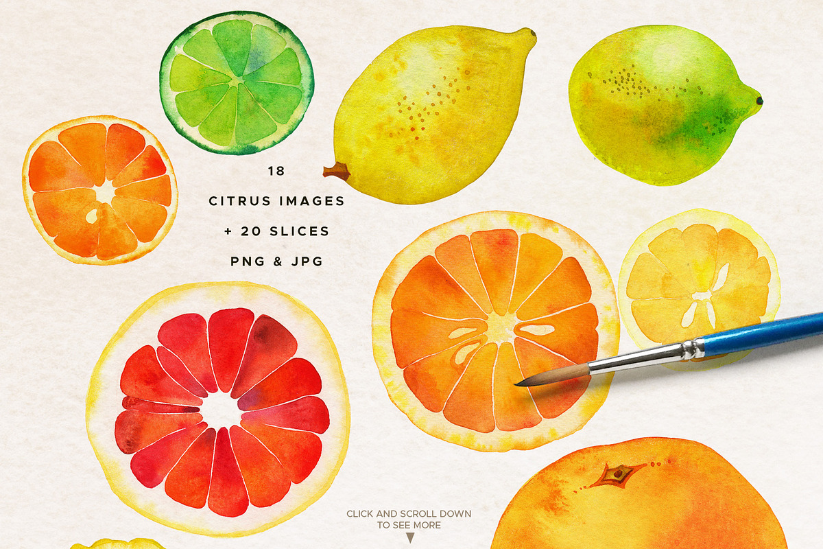Fruit & Vegetable Watercolor Bundle, a Decorative Illustration by Olga Begak Art & Design (Photo 5 of 13)