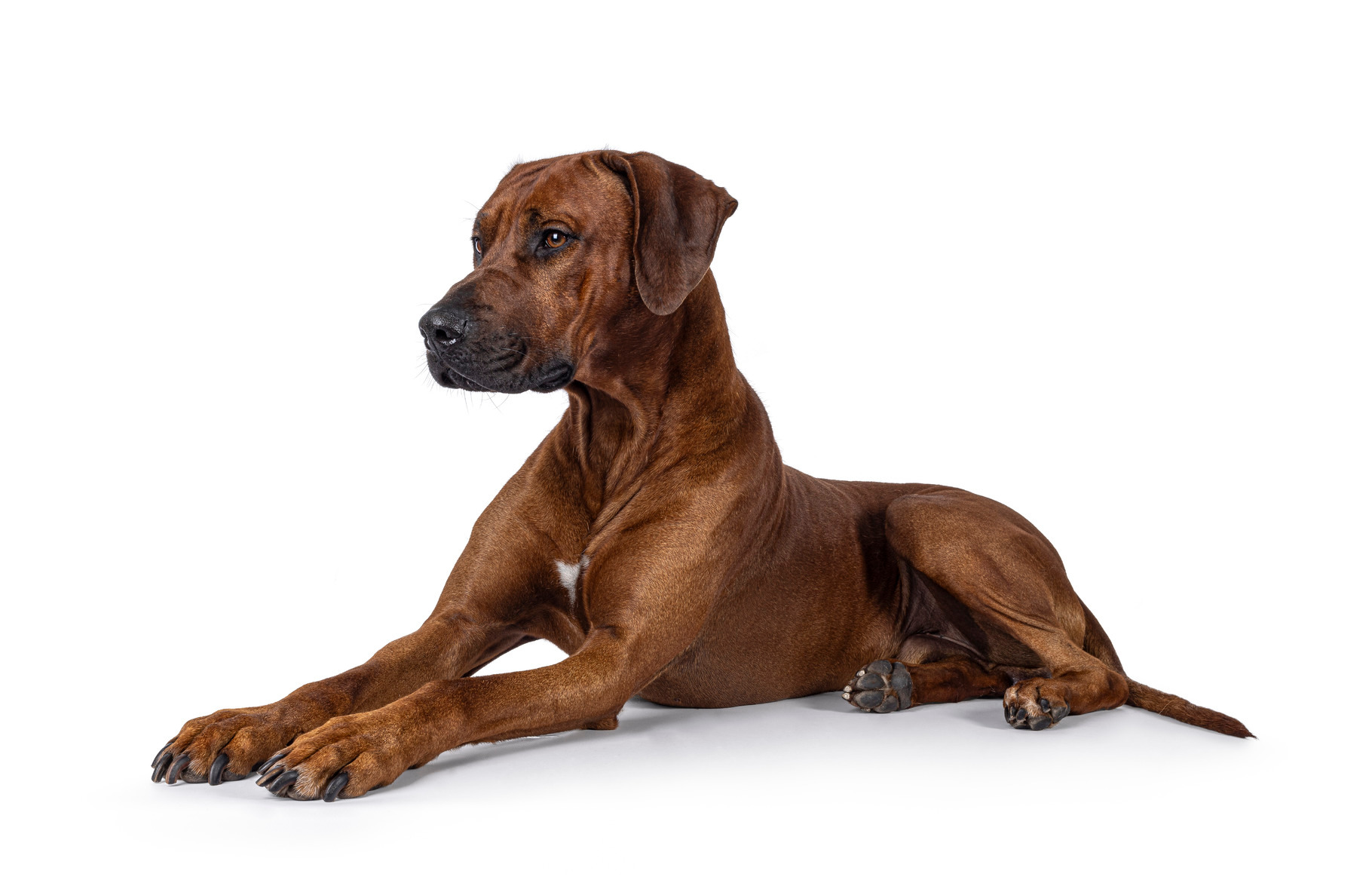 Rhodesian Ridgeback dog on white background, an Animal Photo by Cat'chy ...