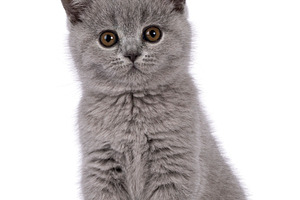 Solid blue British Shorthair cat on white