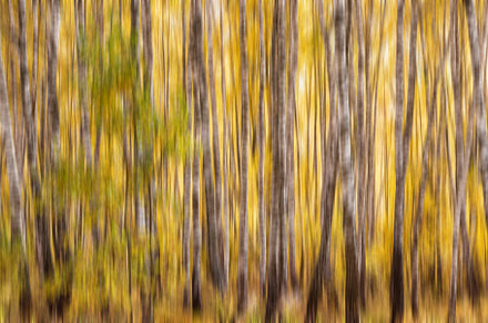 Autumn birch forest with sunshine., a Nature Photo by Eugene_Photo