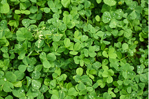 Beautiful clover flowers blooming in, a Nature Photo by darksoul72