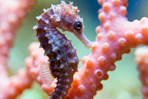 Vibrant Pink Seahorse in Coral Reef, an Animal Photo by Virgo Studio