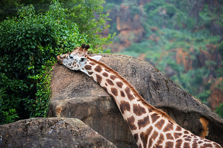 Giraffe grazing on rocky terrain., an Animal Photo by Perpis