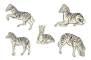 Collection zebras, an Animal Illustration by Anada Arty