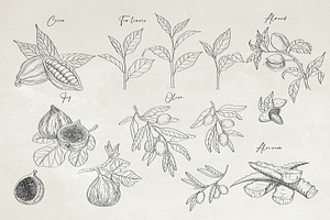 Herbs & Fruits Hand Drawn Collection