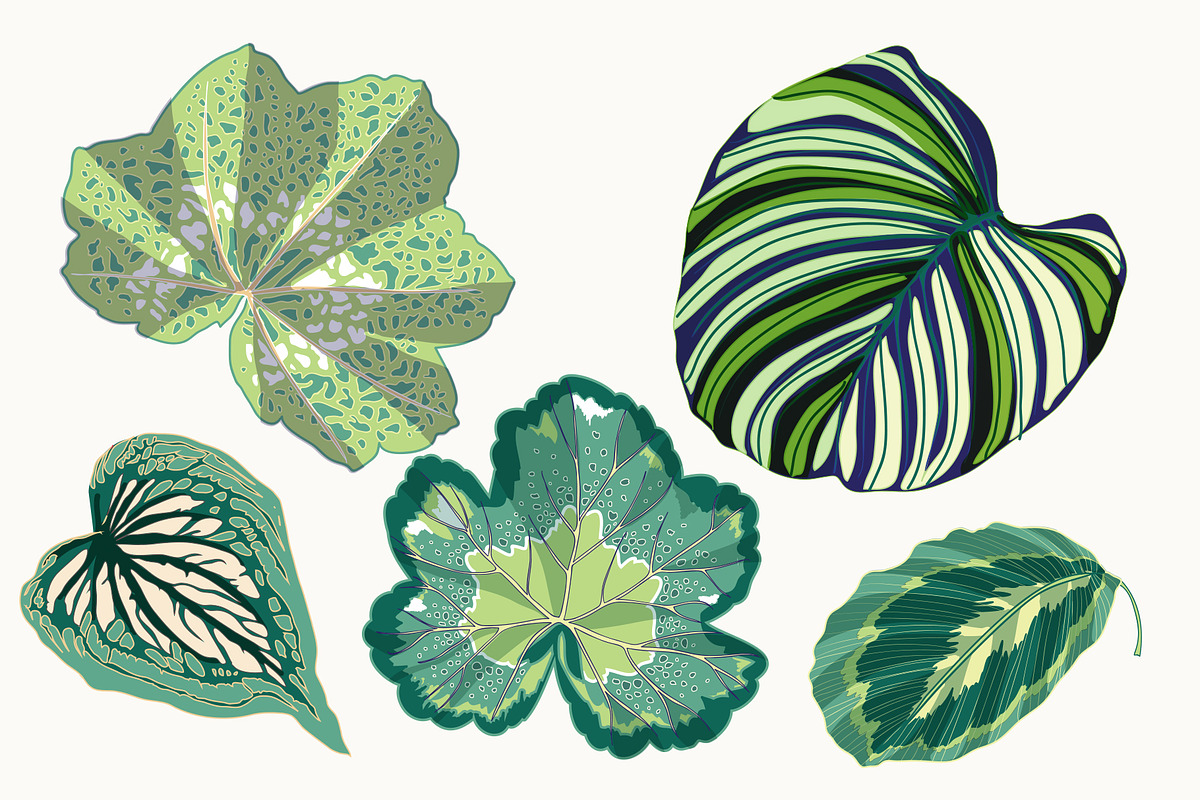 Green Leaves Vector Clip Art, a Decorative Illustration by Ania Illustration (Photo 3 of 4)