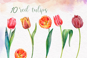 Watercolor Red And Yellow Tulips