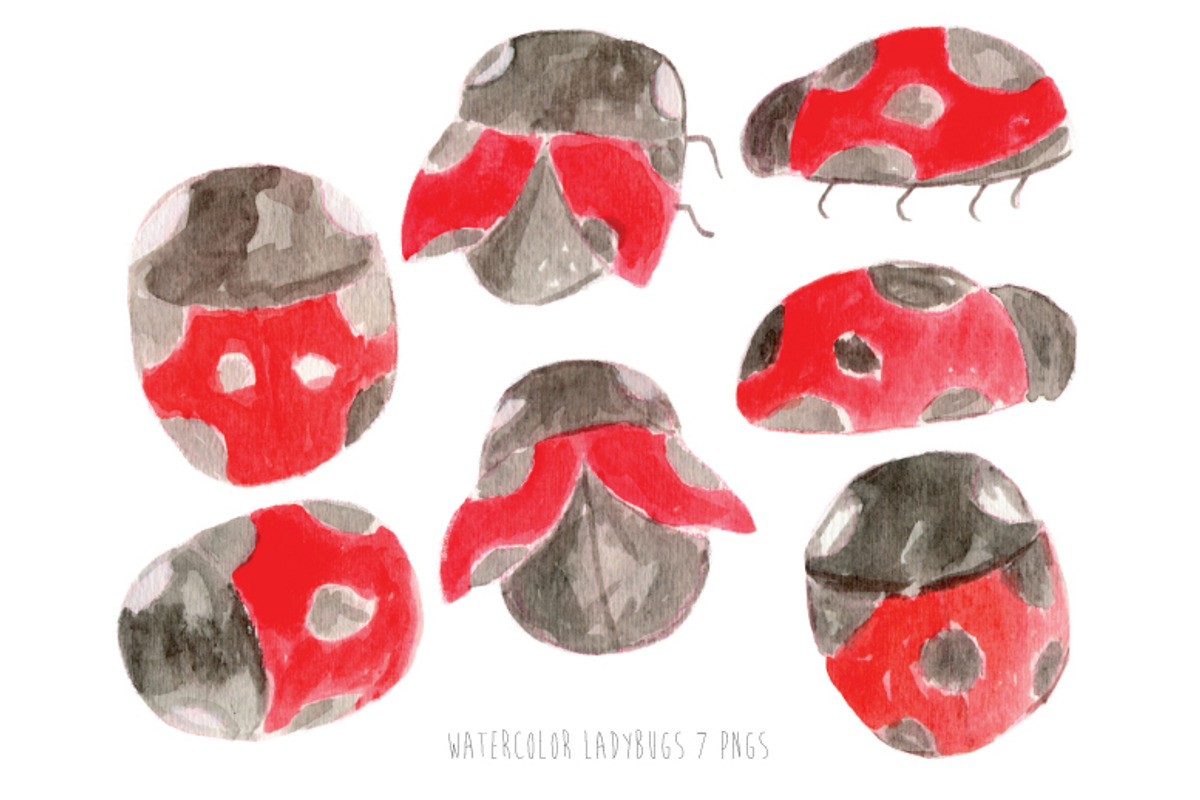 Watercolor Ladybugs, an Illustration by Sandra Jones Art (Photo 1 of 2)
