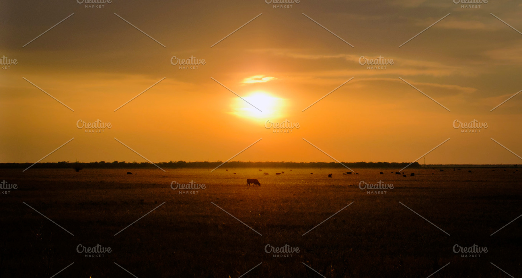 Sunset Cattle, a Nature Photo by Joshua C. Carroll