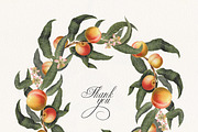 Vintage Peach Botanical Graphics #02, an Object Illustration by Olga Begak Art & Design (Thumbnail 8 of 8)