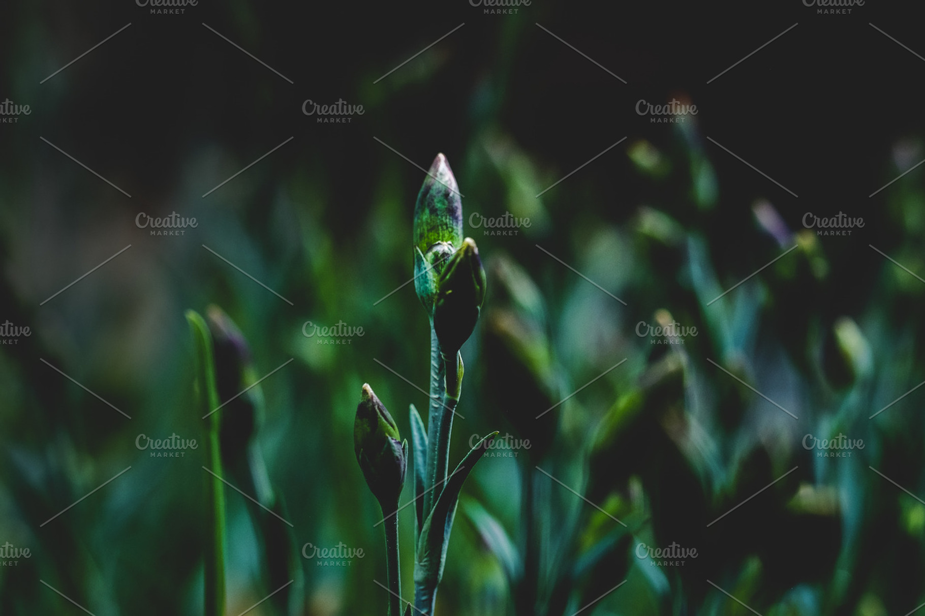 Early Bud • Moody..., a Nature Photo by vbahns