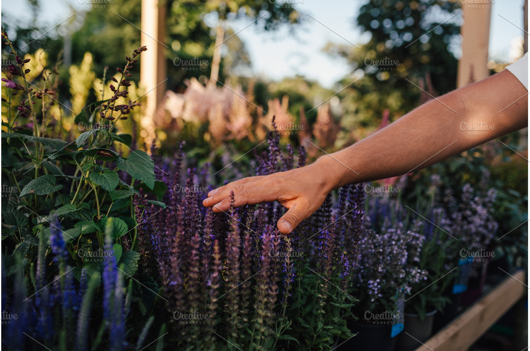 Hand touching lavender flowers in, a Nature Photo by HalfPoint