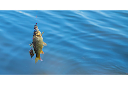 Fishing fish on the hook. Selective, a Sports & Recreation Photo by yanadjana